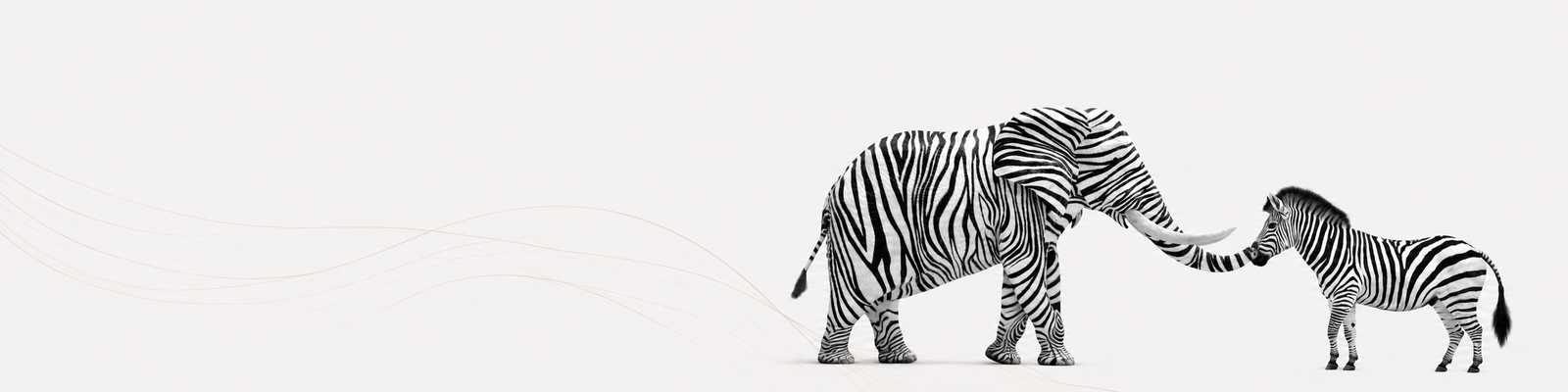 Schwarz-Weiß-Motiv eines Elefanten und eines Zebras als Symbol für Unternehmensentwicklung
